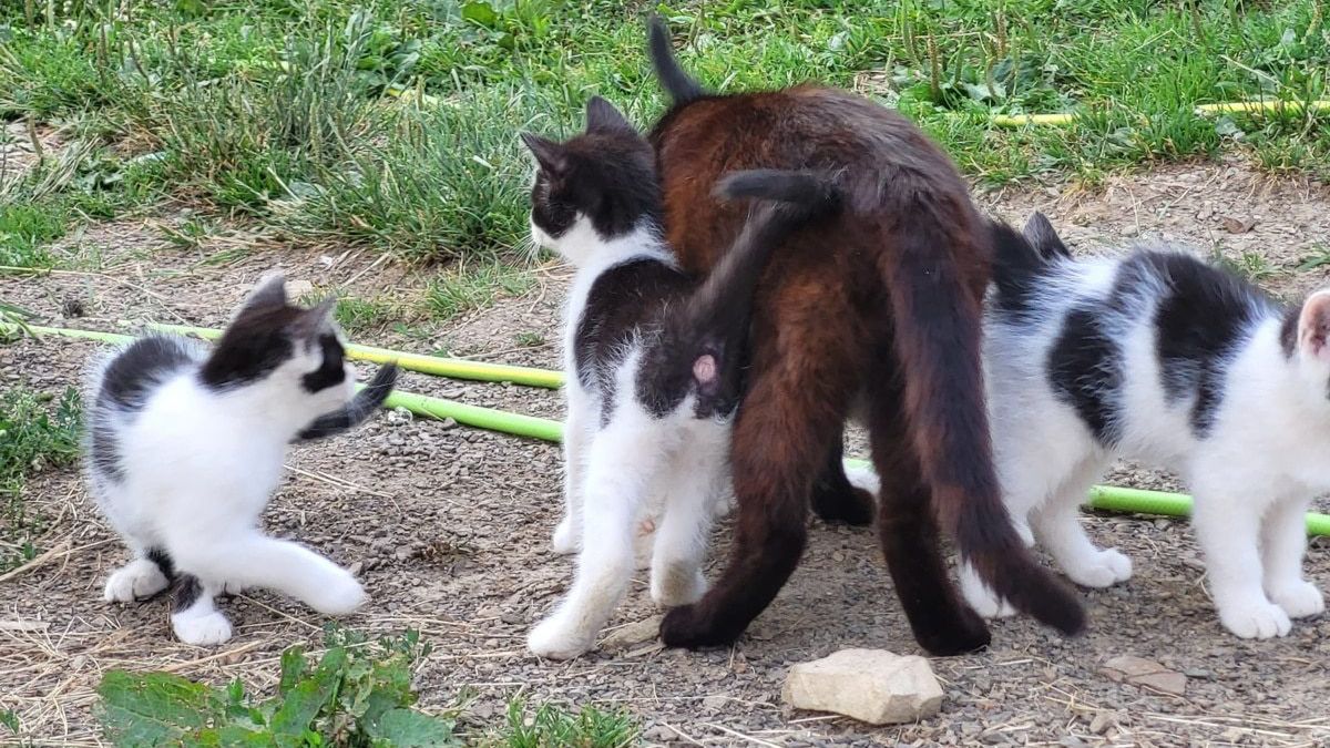 koty latem na trawie