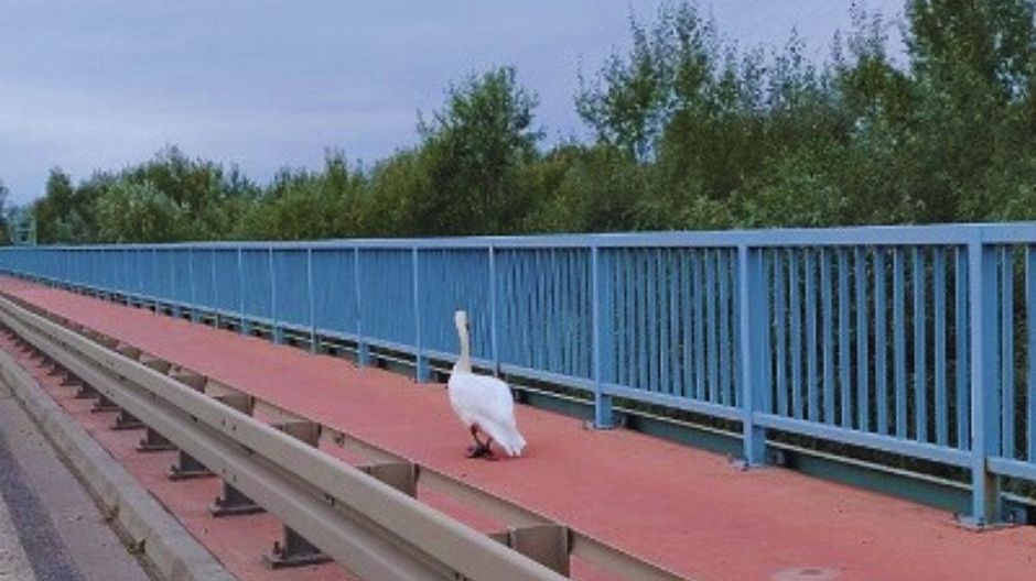 Ranny łabędź spacerował po Moście Solidarności