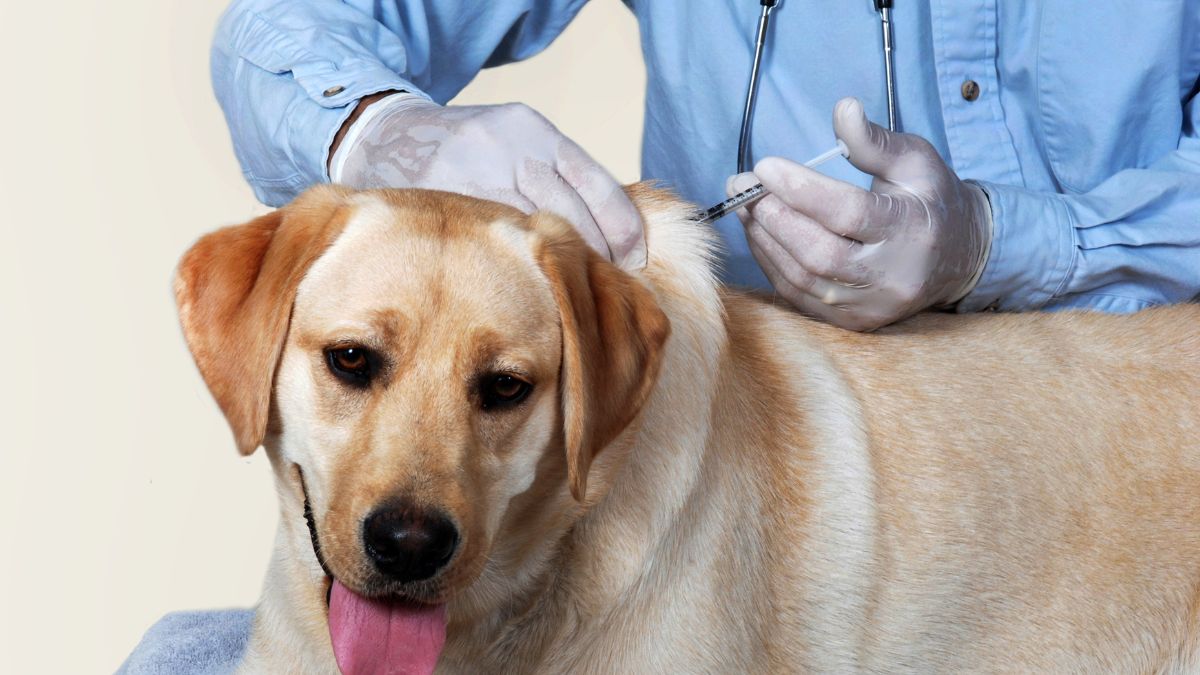 szczepienie psów, pies