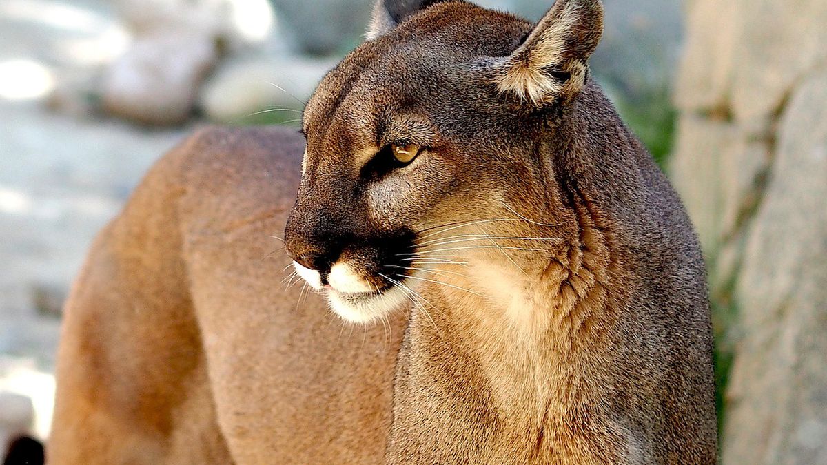Puma