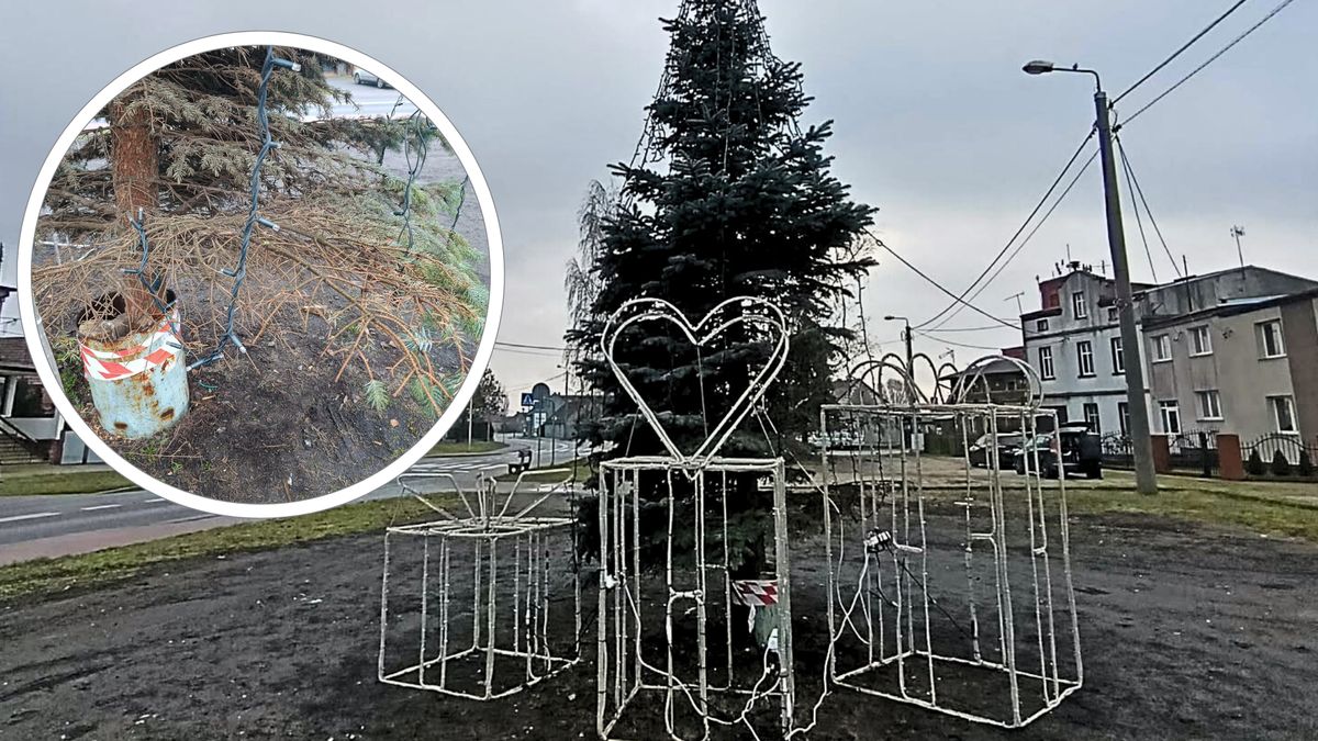 Zasuszona choinka w Osieku nad Notecią. 