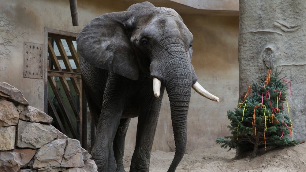 s�o� Leon
Pawe� Supernak
23, 23., afryka�ski, Leon, ogr�d zoologiczny, s�oniarnia, s�o�, urodzin, urodziny, wybieg, ZOO