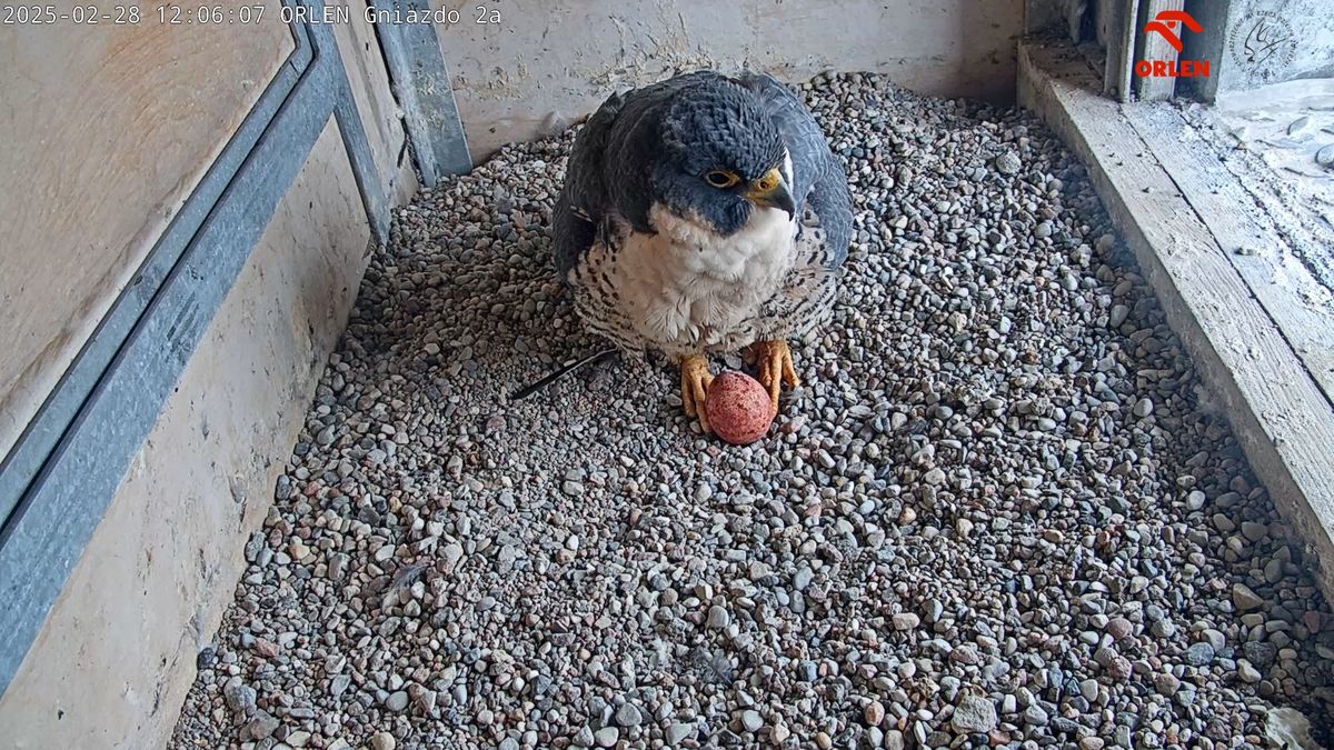 Płockie sokoły wędrowne rozpoczęły sezon lęgowy w Polsce