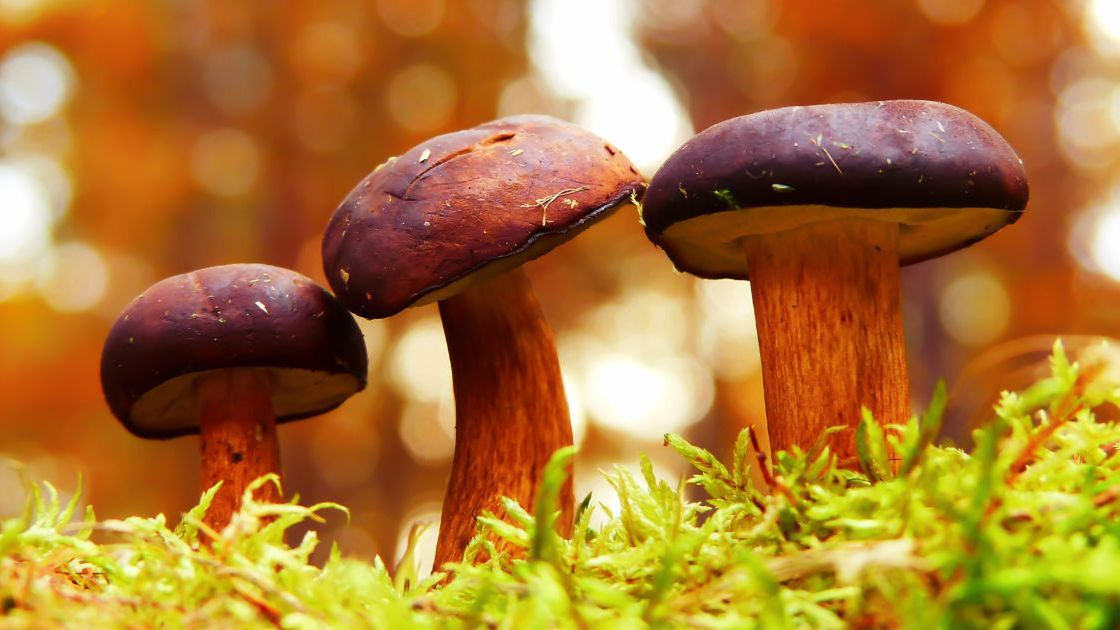 Bezpieczne grzybobranie