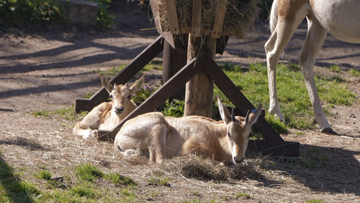 Młody oryks szablorogi 