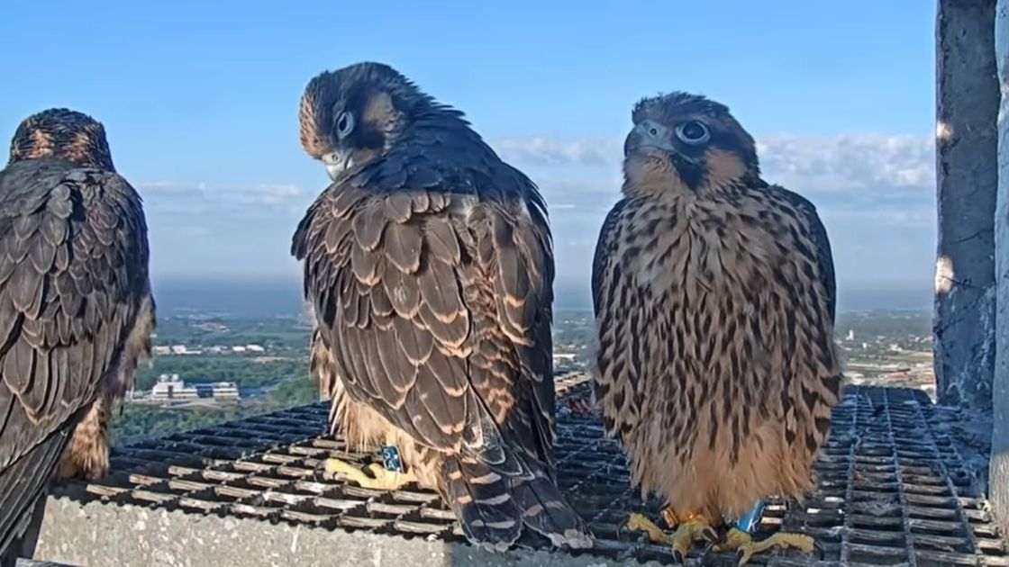 Stowarzyszenie Na Rzecz Dzikich Zwierząt Sokół 