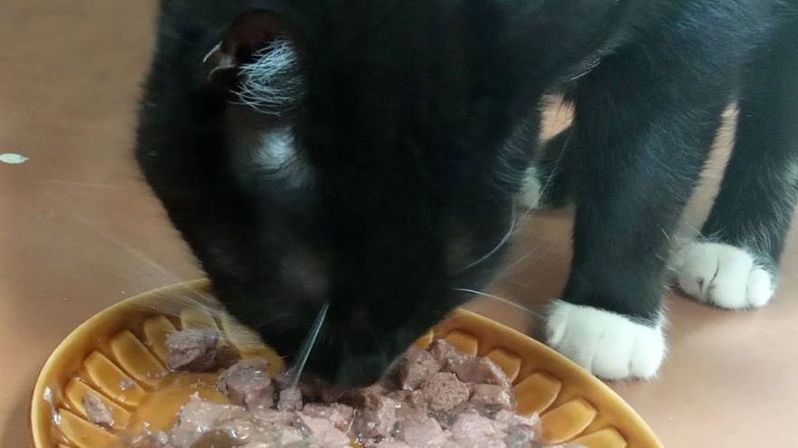 kot je karma miska dla kota