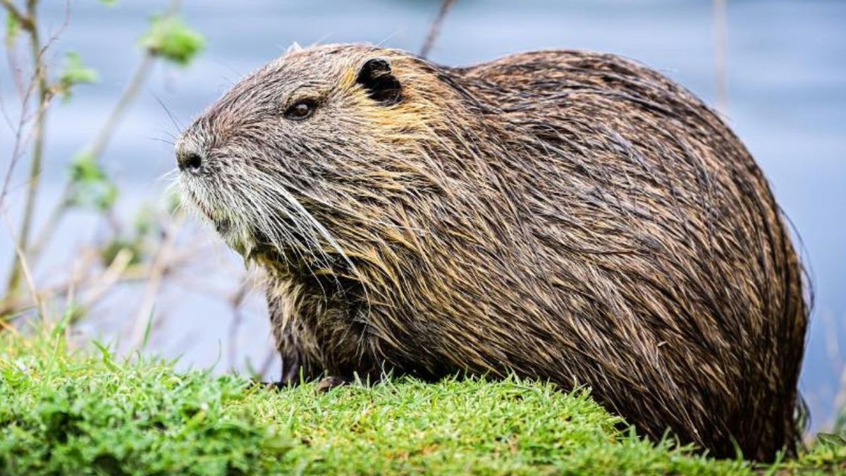 Gmina rezygnuje z odstrzału bobrów