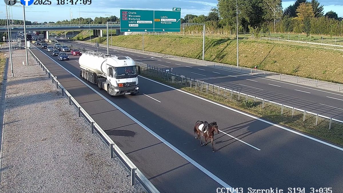 Koń na expressówce