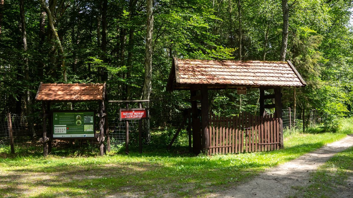 Rezerwat "Cisy" w Czarnem.