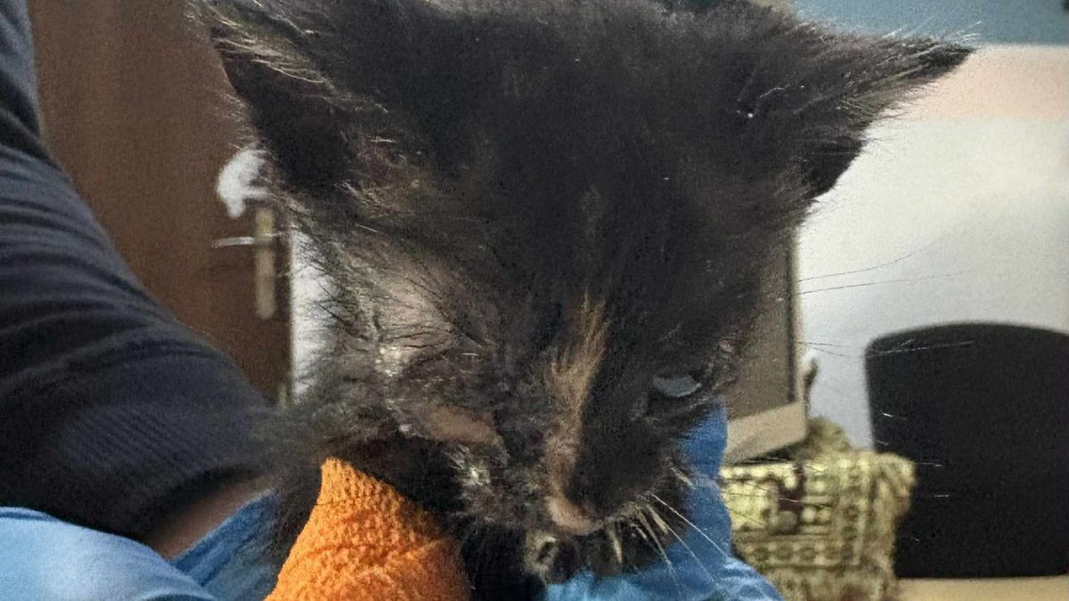 Poważna sytuacja o kocich podopiecznych płockiego schroniska