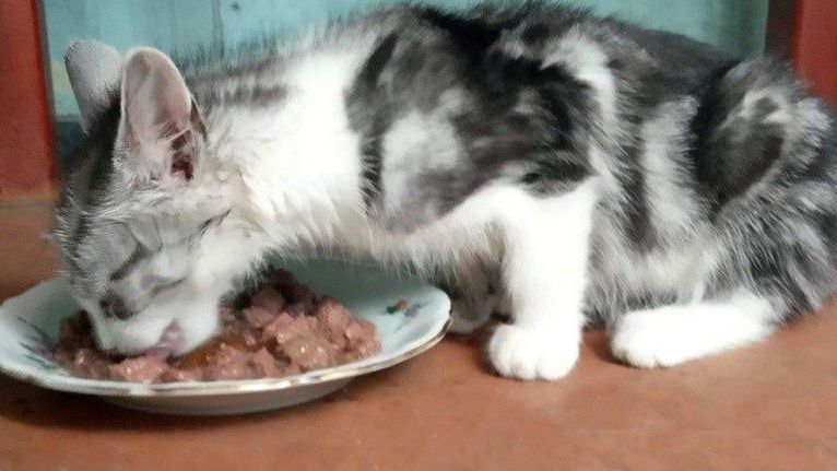 Jak prawidłowo karmić kota