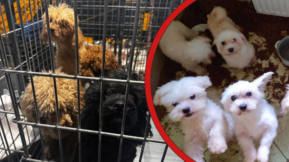 Nielegalna hodowla psów