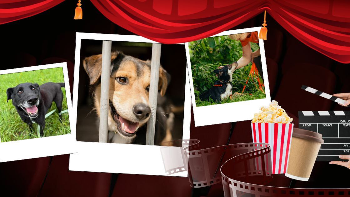 Pieseły idą do kina