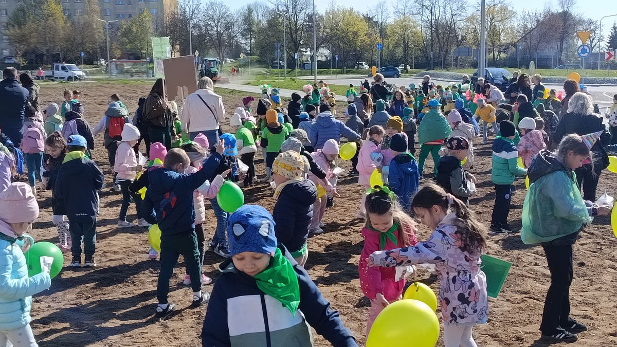 Ostrowiecka Ekobrygada wysiała miejską łąkę