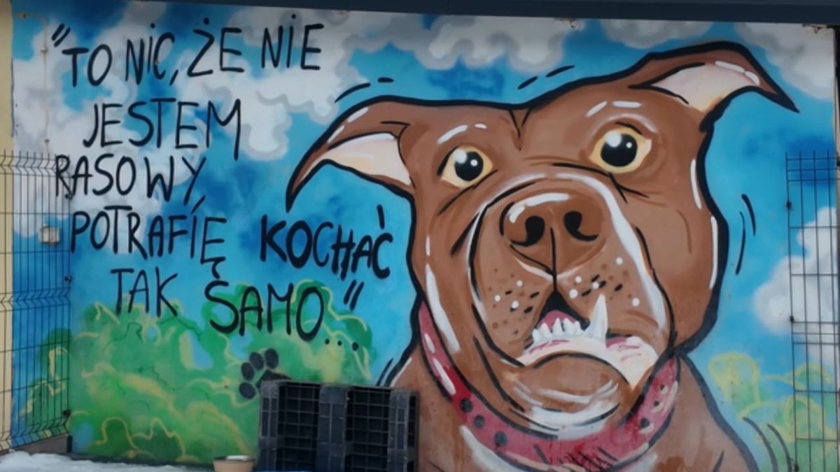 Ściana płockiego schroniska