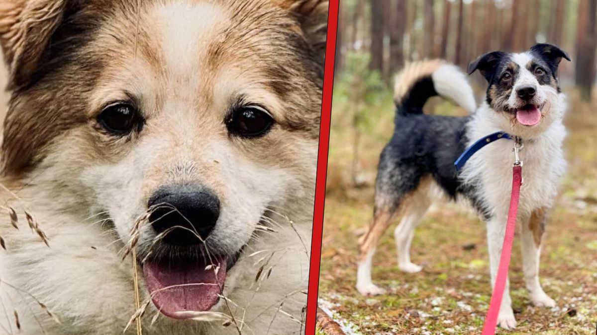 psy, pieski, kundelki