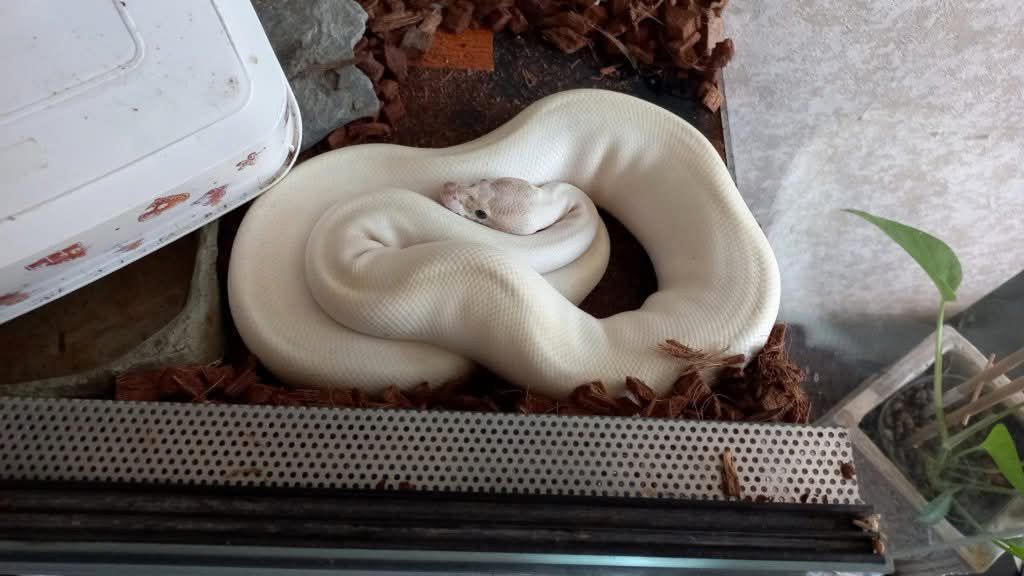 W mieszkaniu w Bydgoszczy znaleziono węża boa