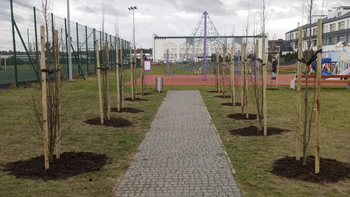 Drzewka nasadzone w ostatnich tygodniach na terenie gminy Lubicz