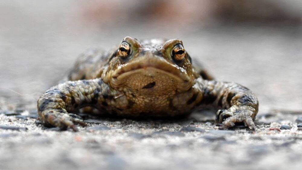 akcja ochrony ropuch szarych
Marcin Bielecki
akcja, chronione, migracja, migracja ropuch, p�az, p�azy, ratowanie, ratunek, ropucha szara, ropuchy, szarych