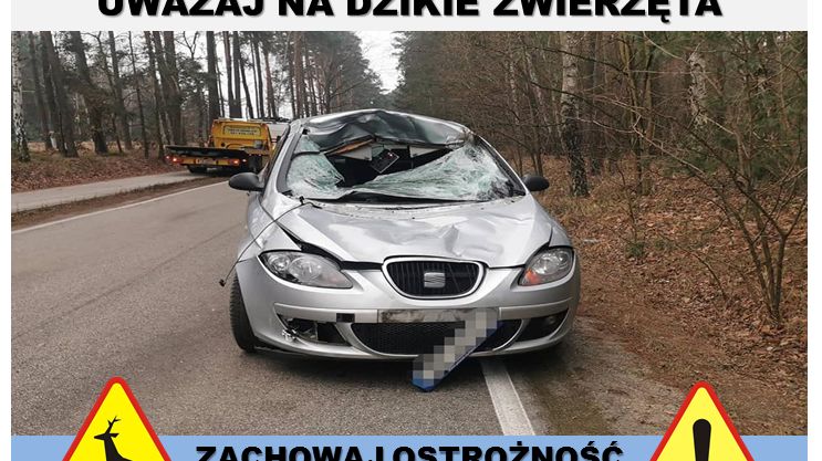 Kierowcy uważajcie na dziekie zwierzęta