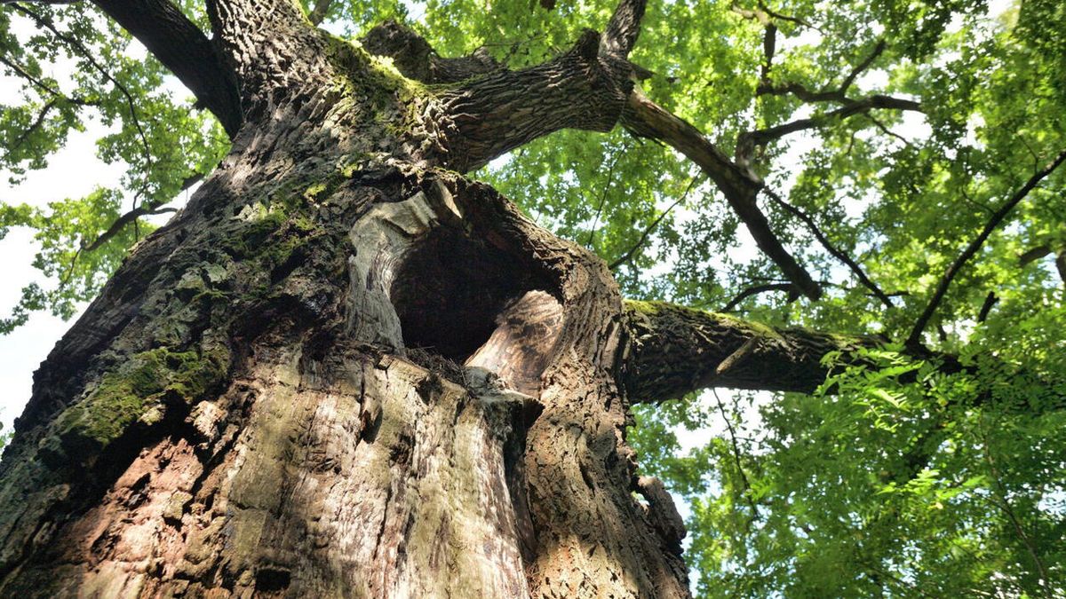 Przemys�aw Pi�tkowski
600, d�b, d�bu, drzewo, najstarszy, przyroda, stare, stary, szypu�kowy, Wiarus