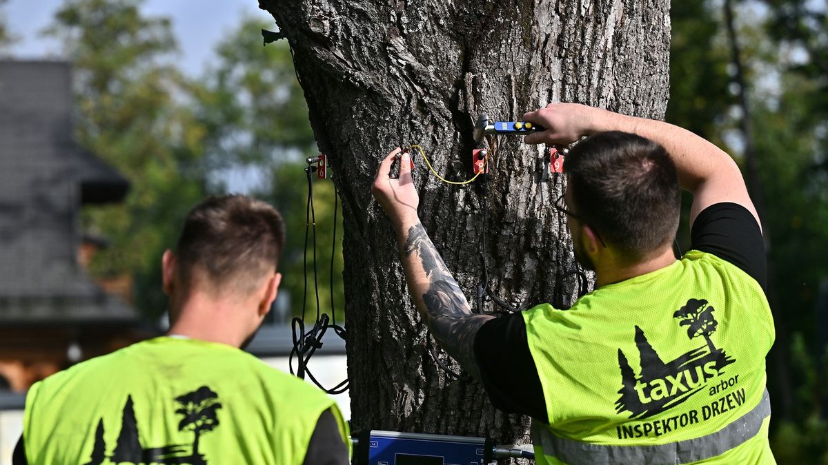 Badania dendrologiczne drzew w Zakopanem