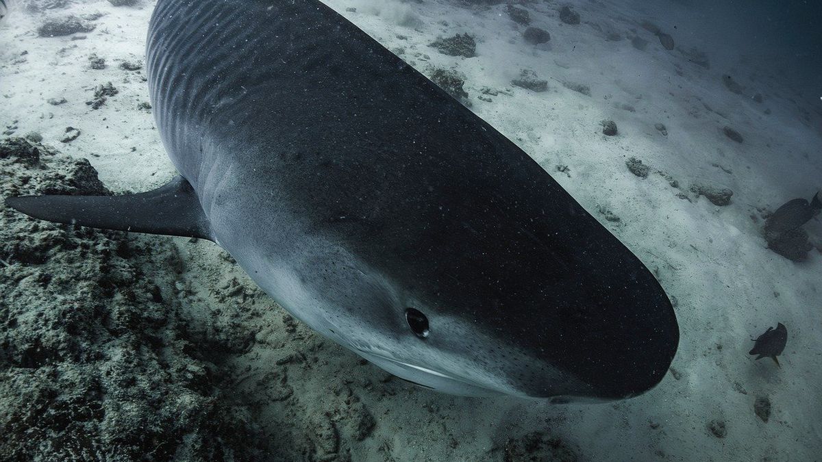 żarłacz tępogłowy