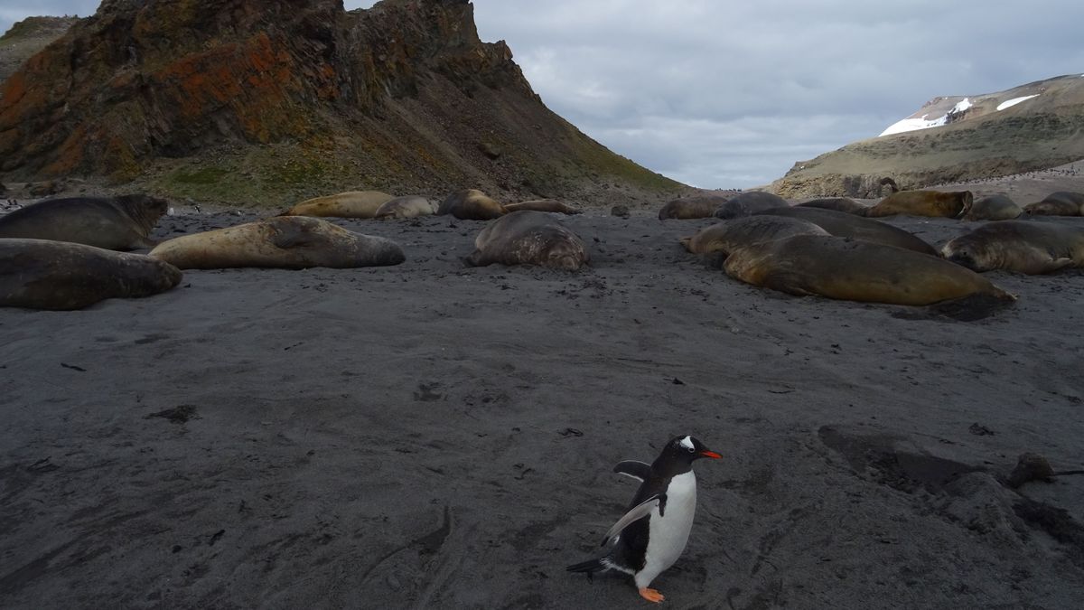 Antarktyka pod skrzydłami ORLENU