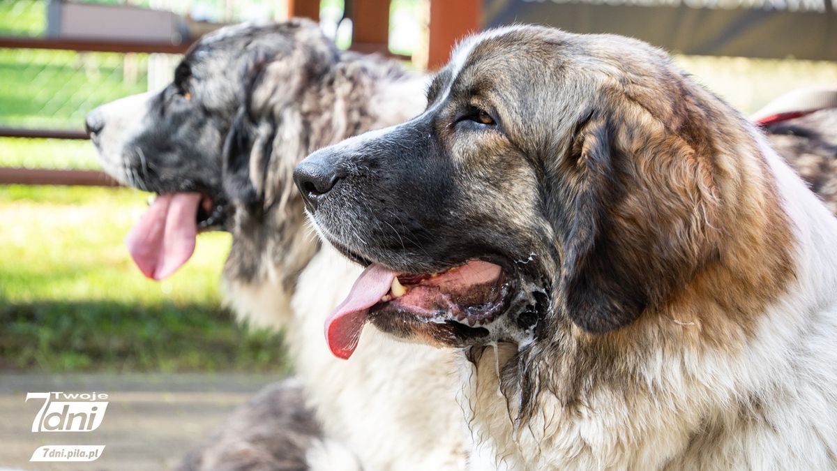 Psi spacer w Dobrzycy, 2025