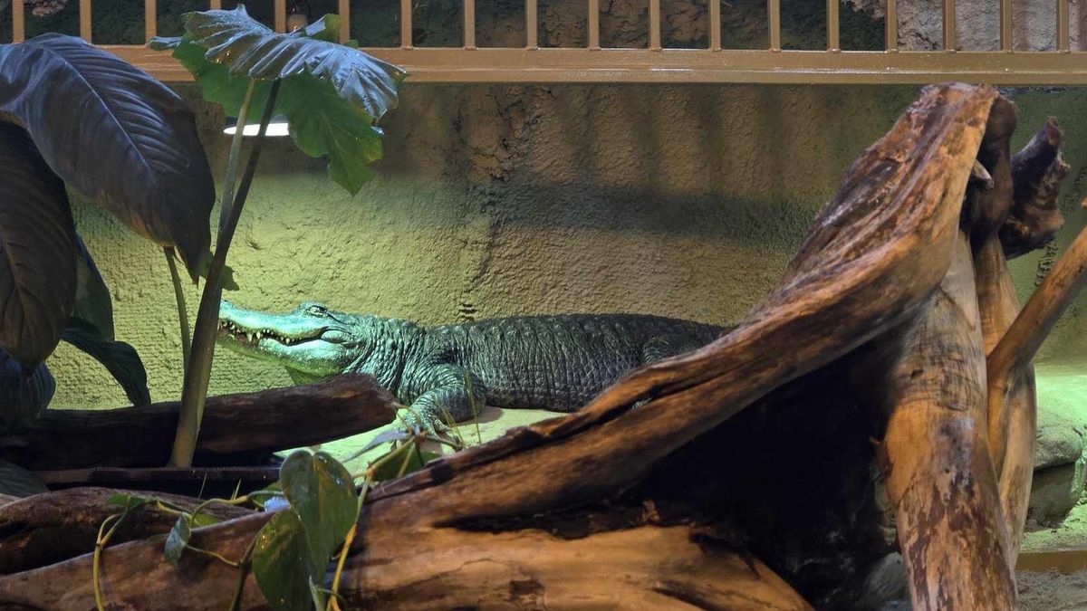 Nowe lokum i mural w ZOO Płock