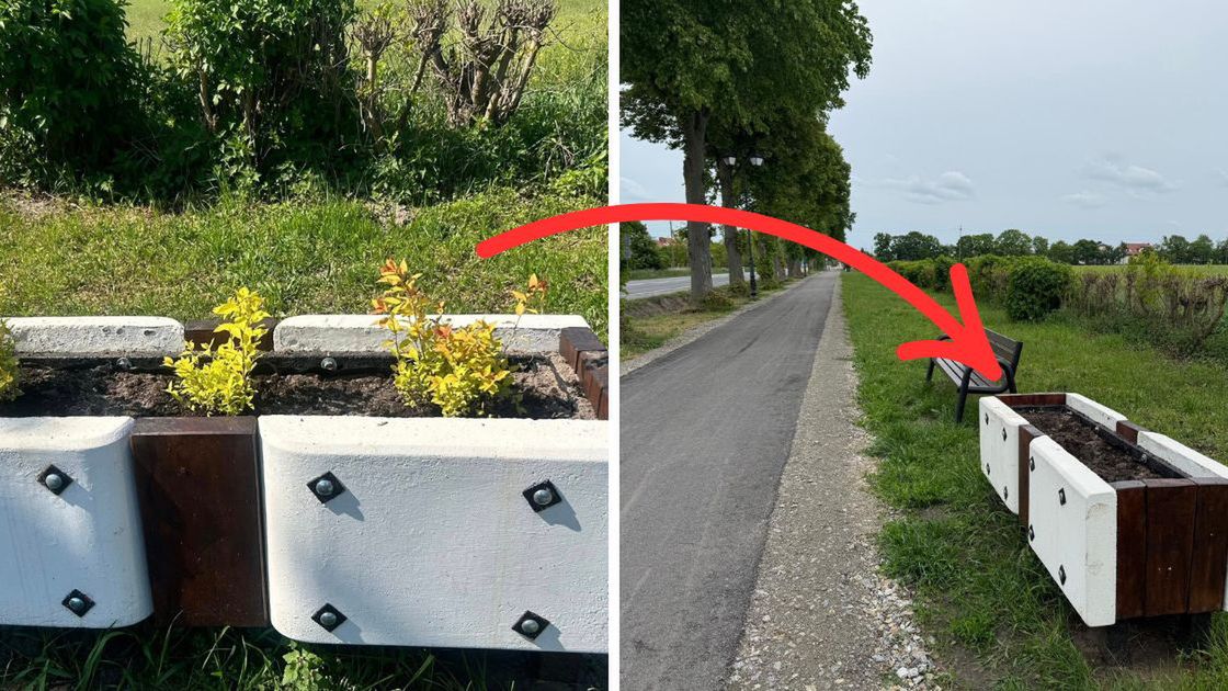 Ukradli rabatki po 3 godzinach od posadzenia