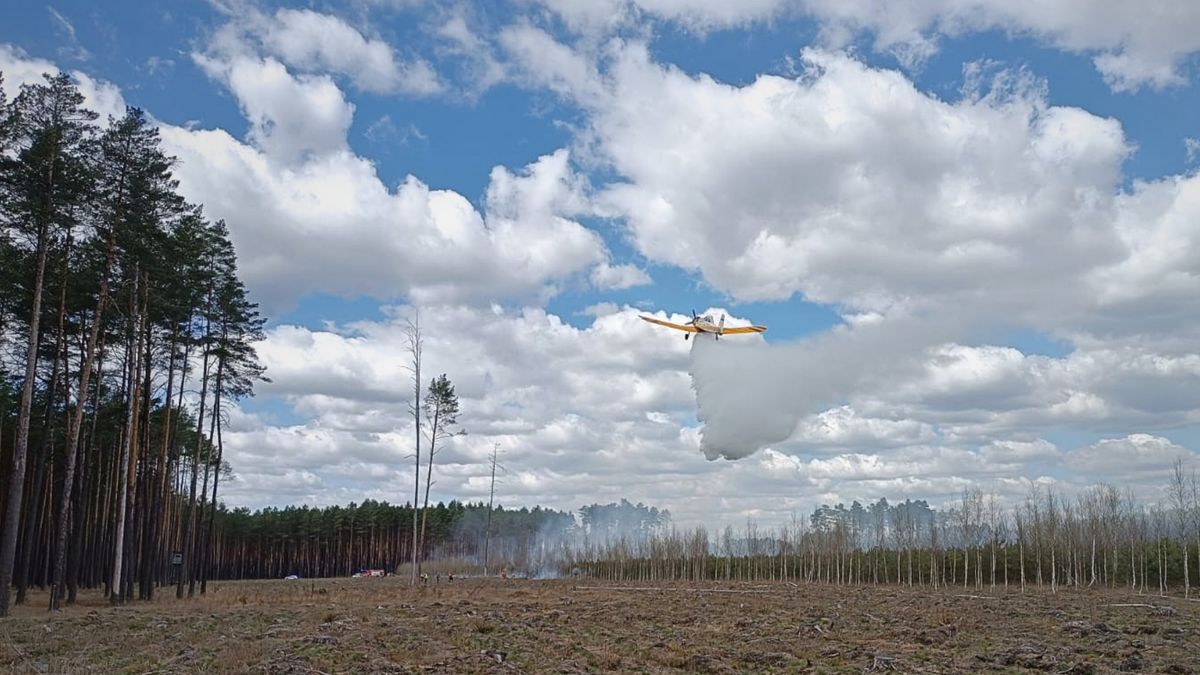 Pożar młodnika w pow. złotowskim