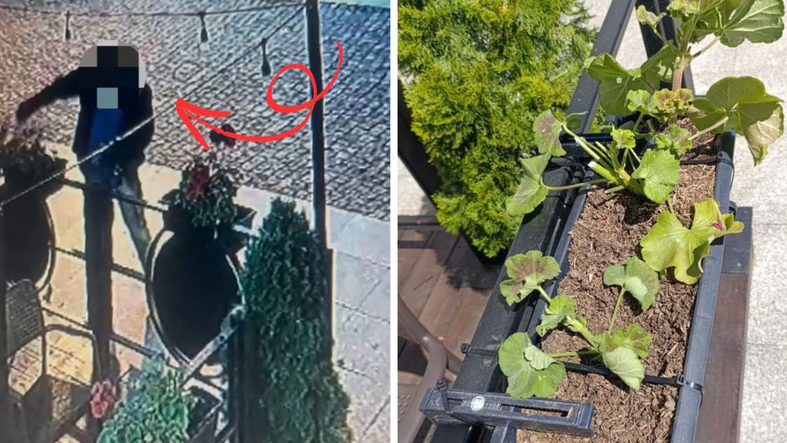 Wandal ściął kwiaty 