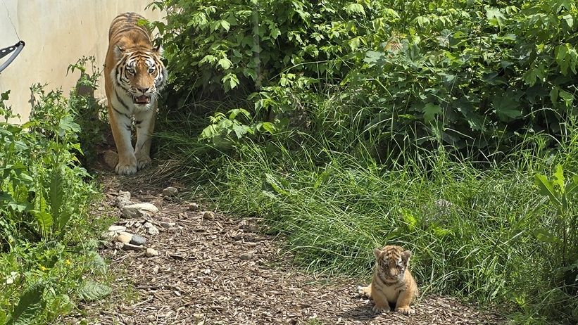 Tygryski syberyjskie z Mamą