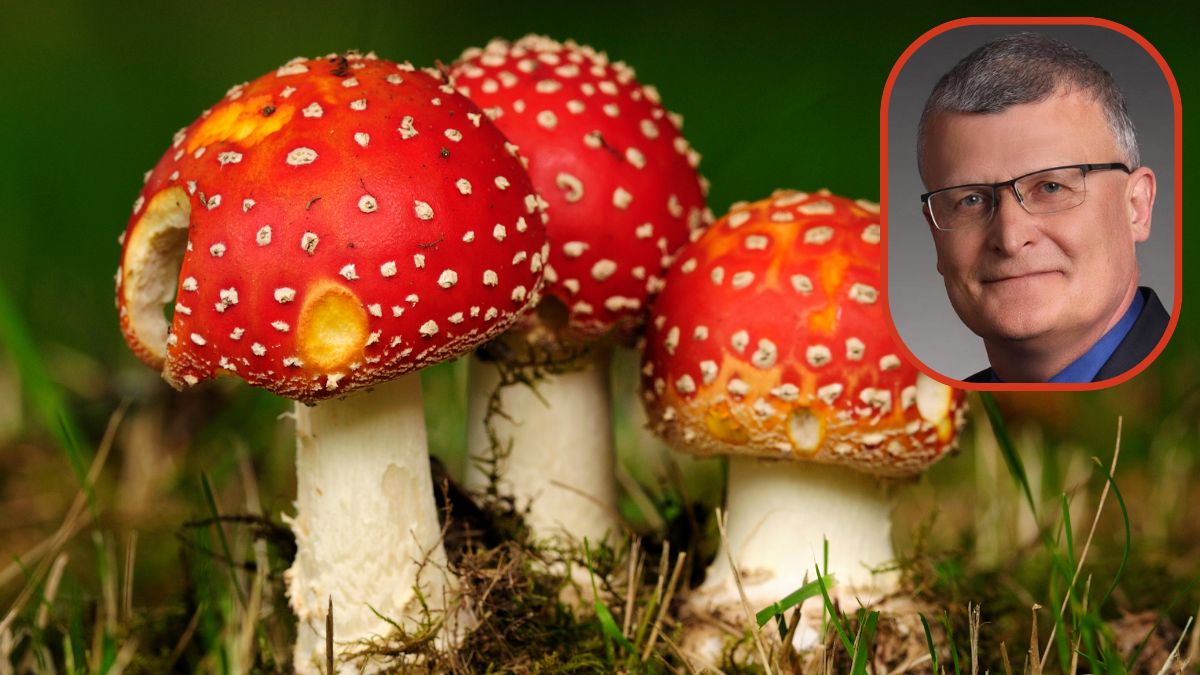 muchomor czerwony, Dr Paweł Grzesiowski, główny inspektor sanita