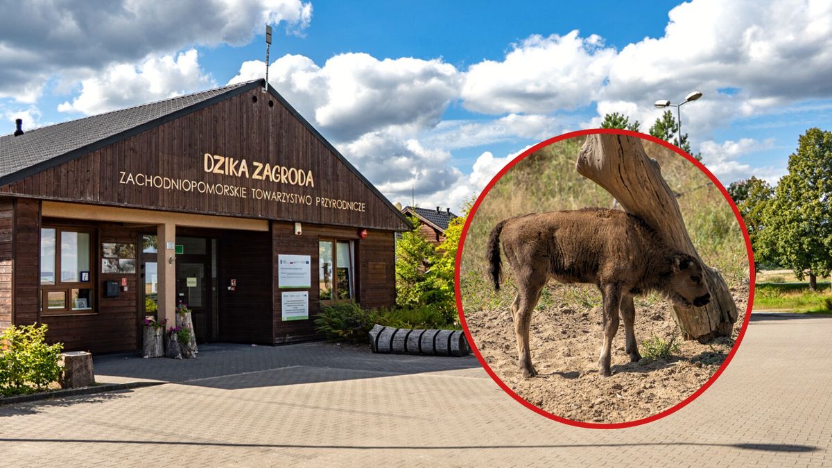 Dzika Zagroda, Jabłonowo, Poppy