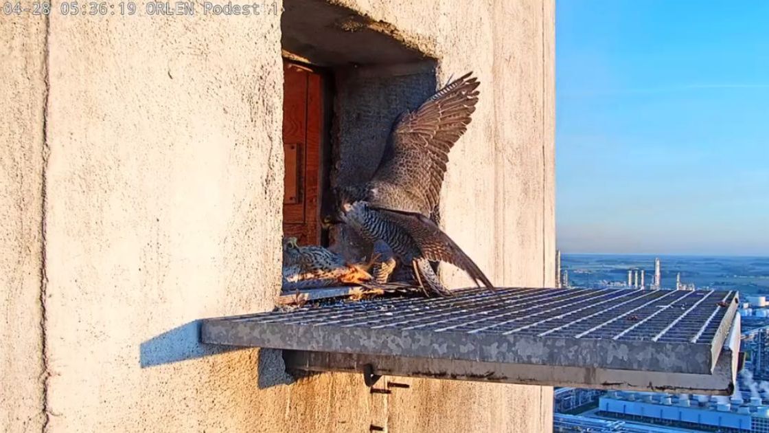 Atak sokołów wędrownych na pustułki