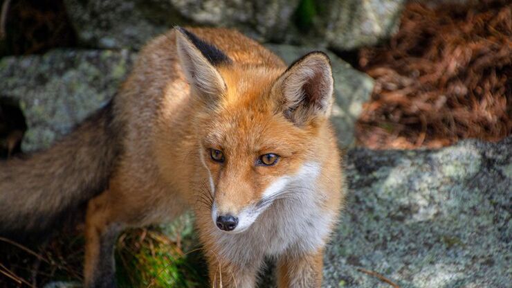 Szczepienia lisów przeciwko wściekliźnie