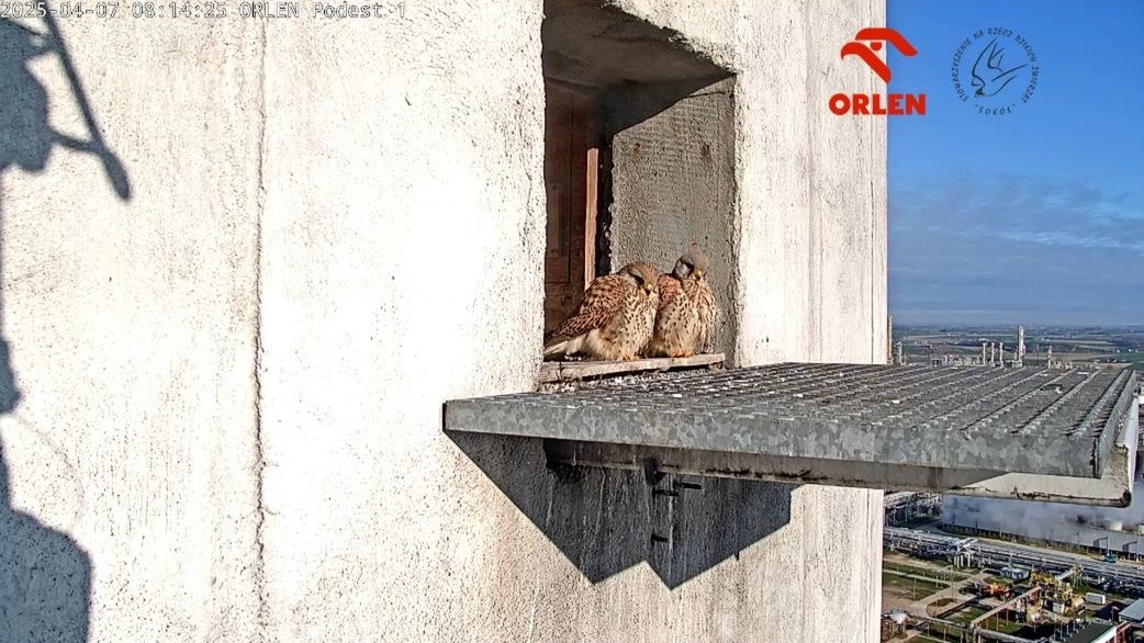 Pustułka złożyła aż 6 jaj