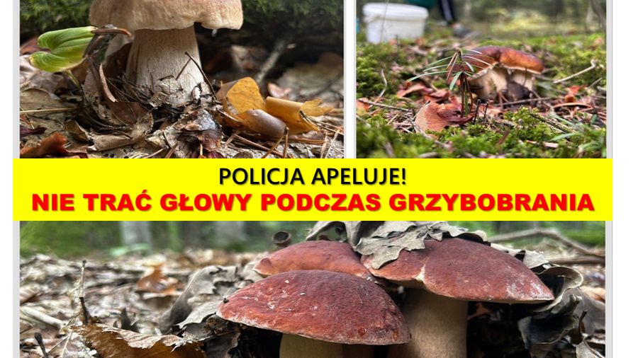 Zasady ostrożności w trakcie grzybobrania