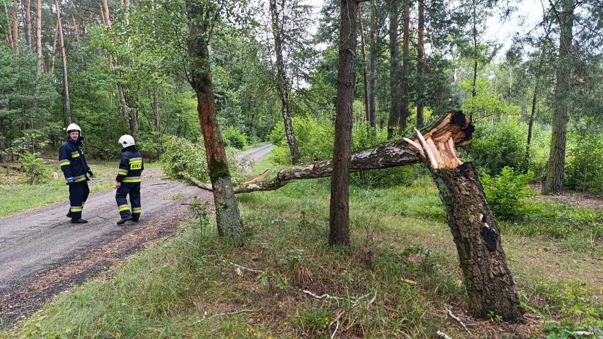 Powalone drzewa w Jeżewie