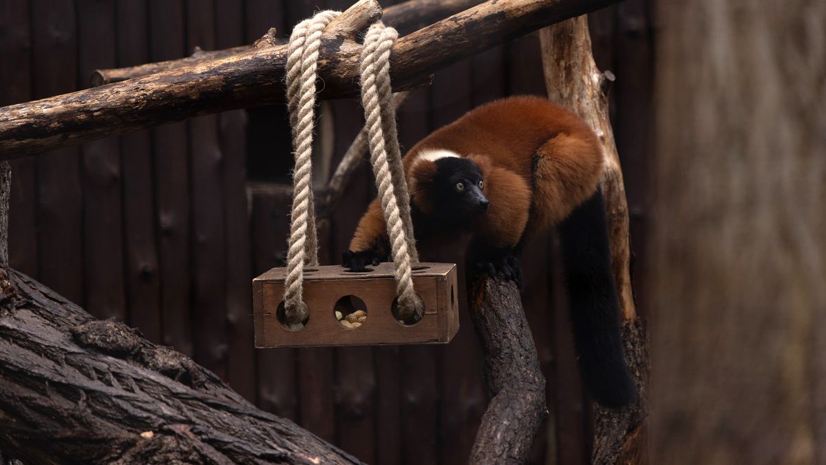 Lemury w płockim zoo