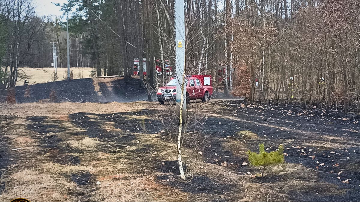 Pożar poszycia lasu Nakielno