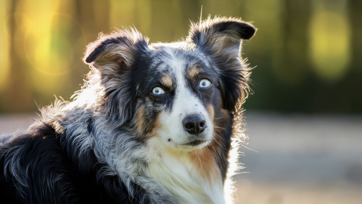 Portrait of a funny Australian shepherd with wide-opened eyes
A portrait of a funny Australian shepherd with wide-opened eyes
australian, shepherd, aussie, dog, animal, mammal, pet, outdoors, cute, one, furry, canine, fur, doggy, purebred, background, funny, wide-opened, breed, closeup, portrait, horizontal, eyes, domestic, looking, companion