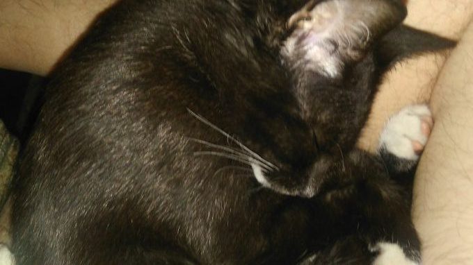 Jak okazać kotu, że go kochasz: przytulanie