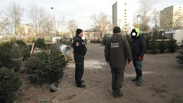 Kontrole sprzedawców choinek