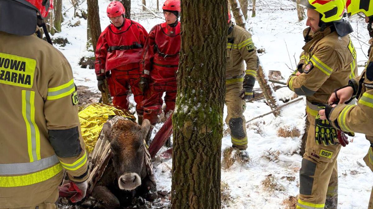 Uratowana krowa w Nowym Worowie