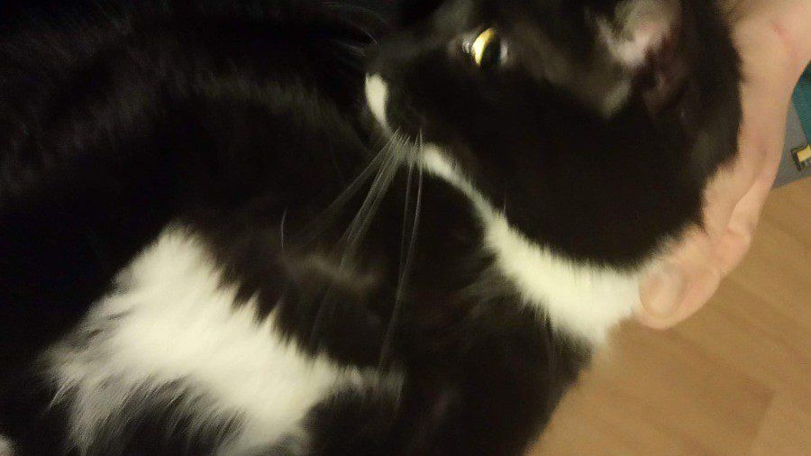 Czy koty przywiązują się do ludzi