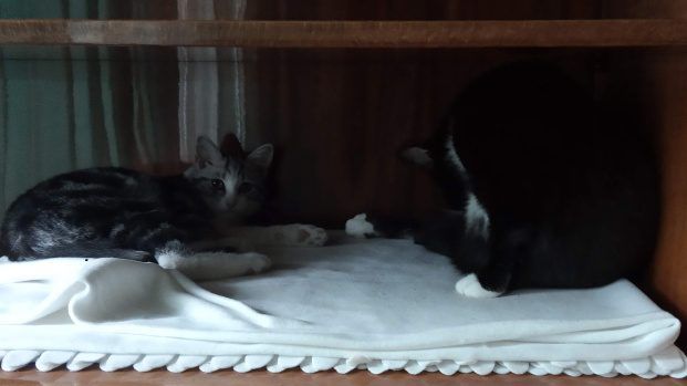 jak odstresować kota